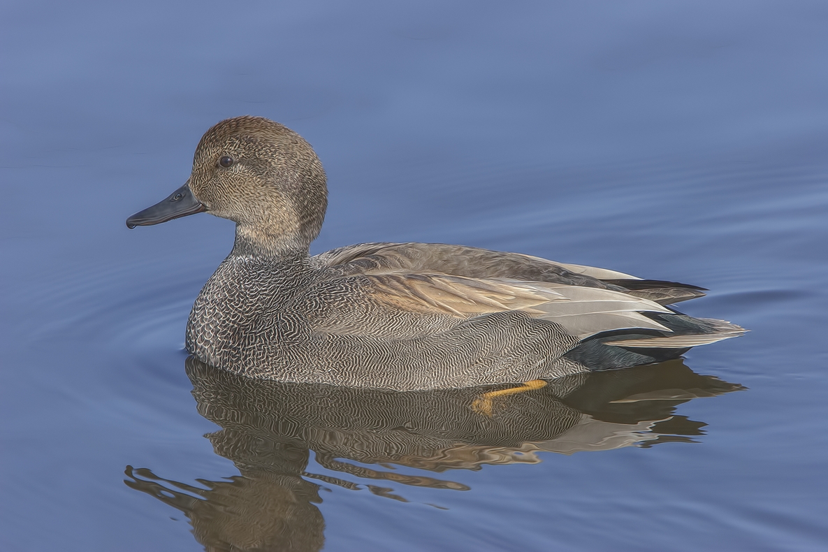 Gadwall (Female), Colony Farm Regional Park, Port Coquitlam, British Columbia