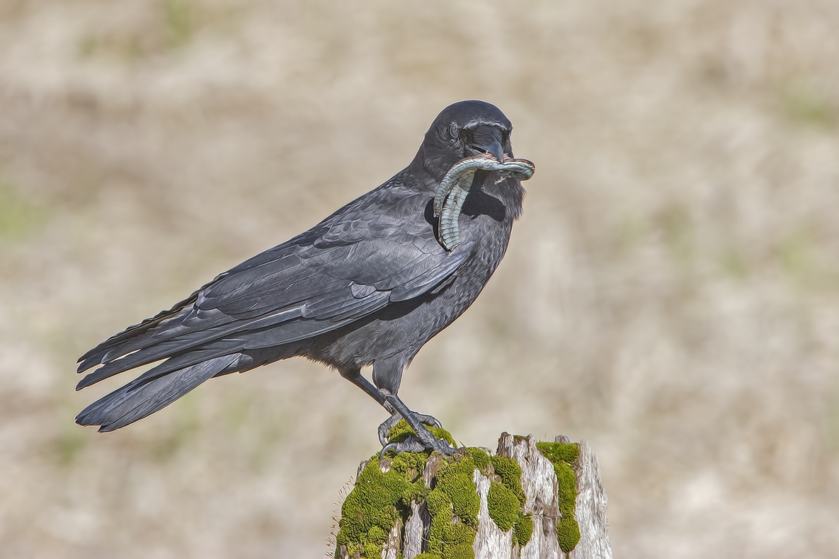 Common Raven, Colony Farm Regional Park, Port Coquitlam, British Columbia