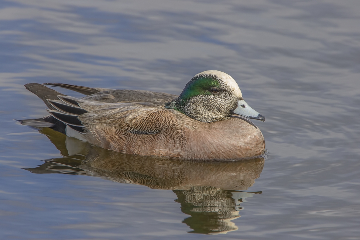 American Wigeon (Male), Colony Farm Regional Park, Port Coquitlam, British Columbia