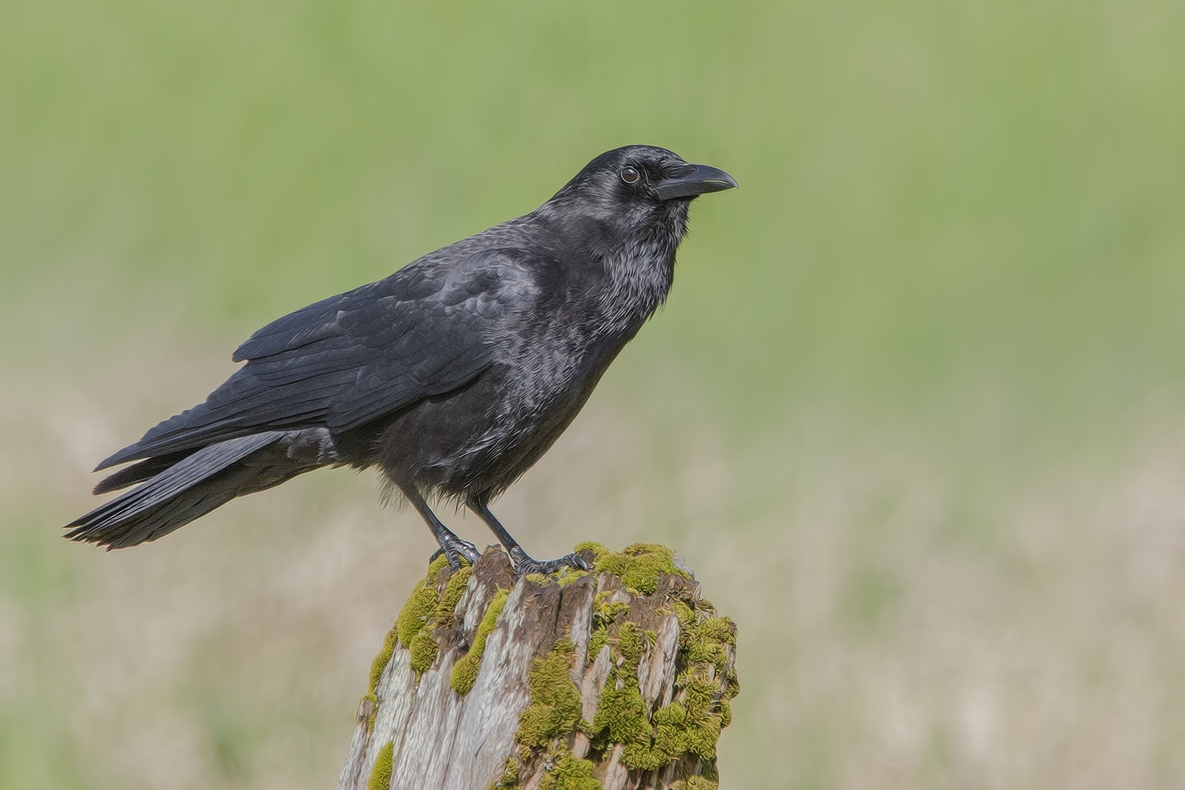 Common Raven, Colony Farm Regional Park, Port Coquitlam, British Columbia