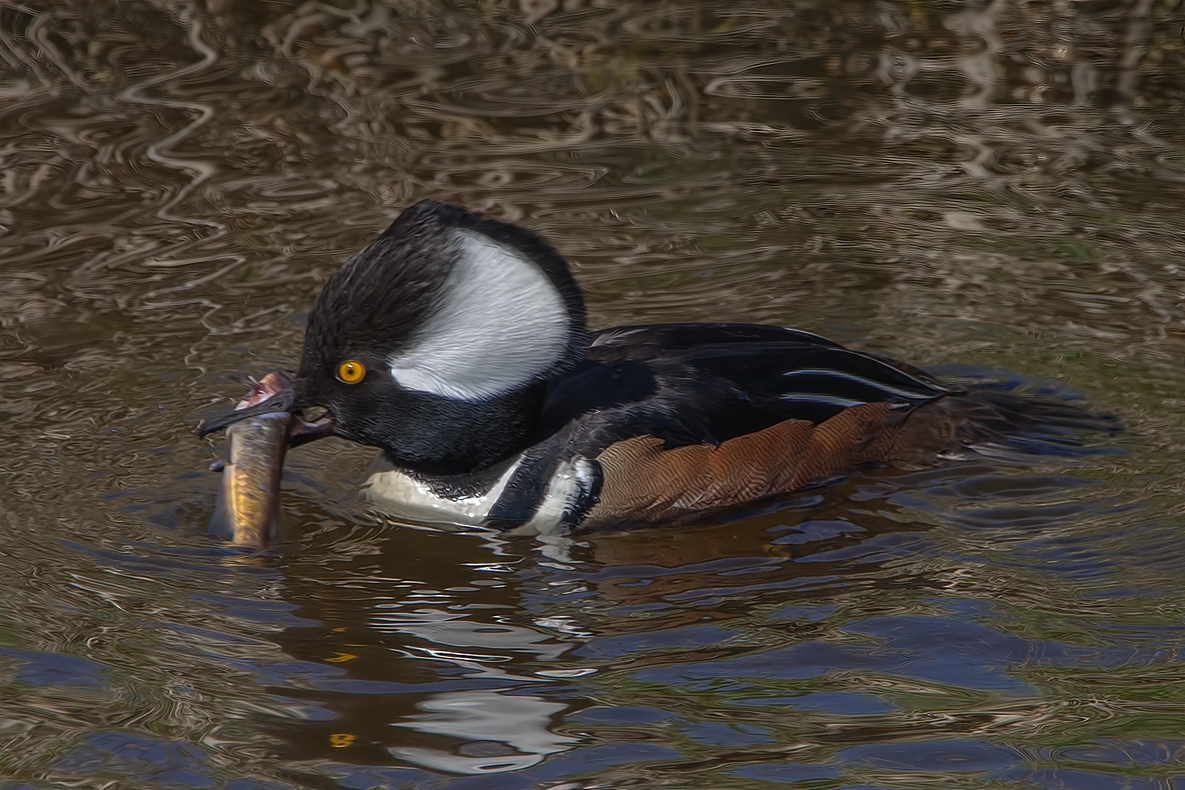 Hooded Merganser (Male), Colony Farm Regional Park, Port Coquitlam, British Columbia