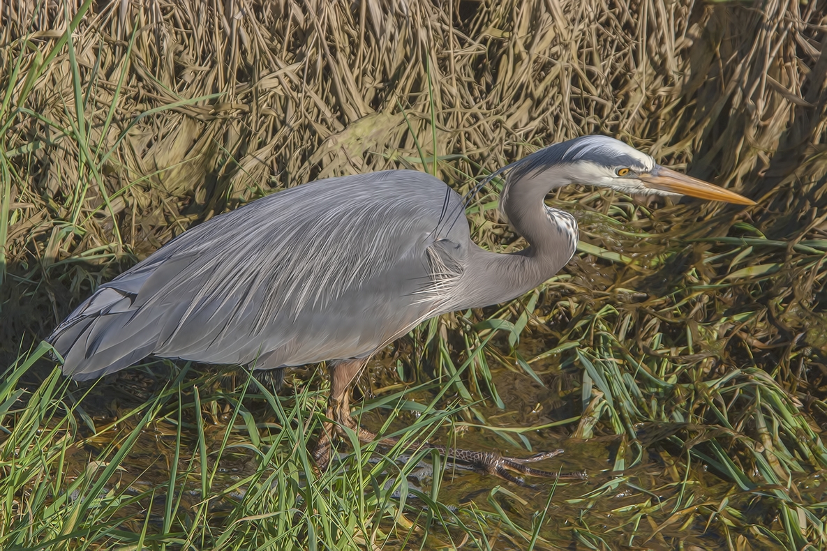 Great Blue Heron, Colony Farm Regional Park, Port Coquitlam, British Columbia