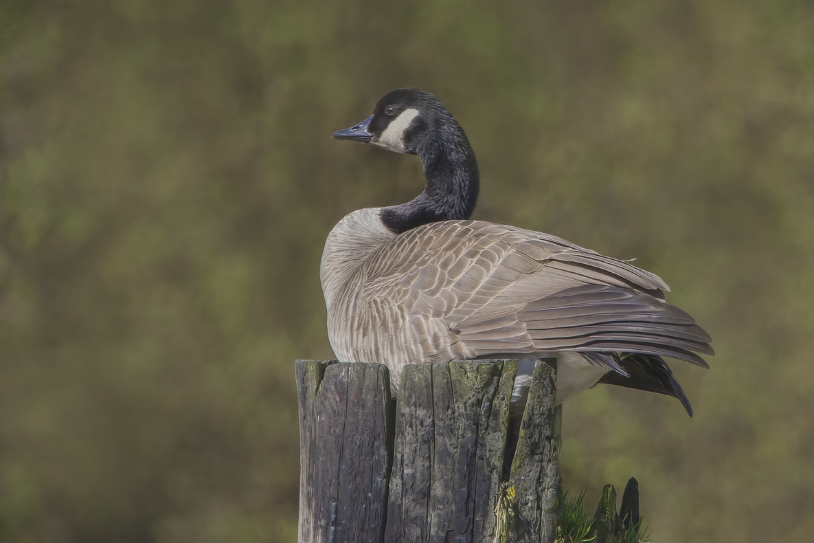Canada Goose, Colony Farm Regional Park, Port Coquitlam, British Columbia