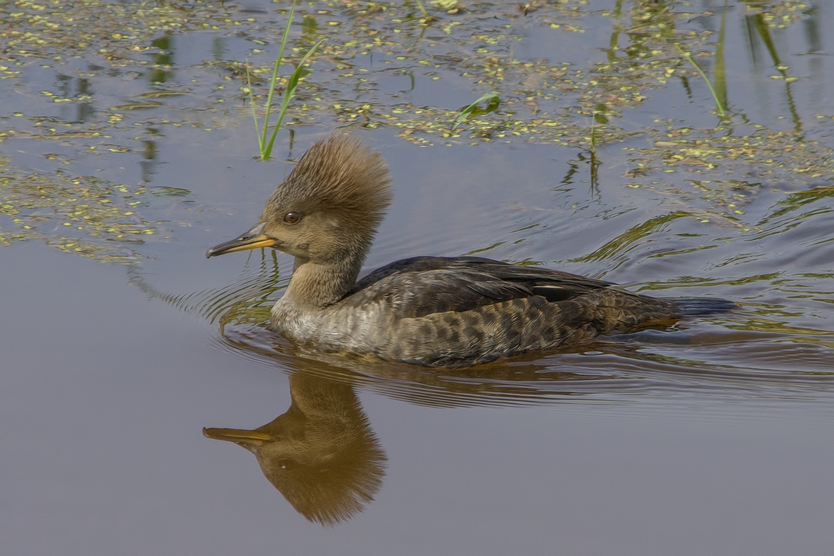 Hooded Merganser (Female), Colony Farm Regional Park, Port Coquitlam, British Columbia