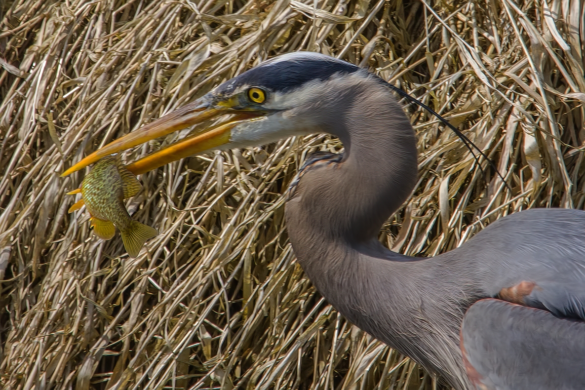 Great Blue Heron, Colony Farm Regional Park, Port Coquitlam, British Columbia