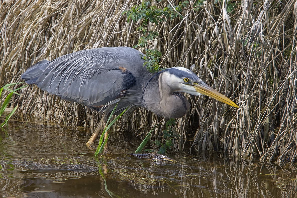 Great Blue Heron, Colony Farm Regional Park, Port Coquitlam, British Columbia