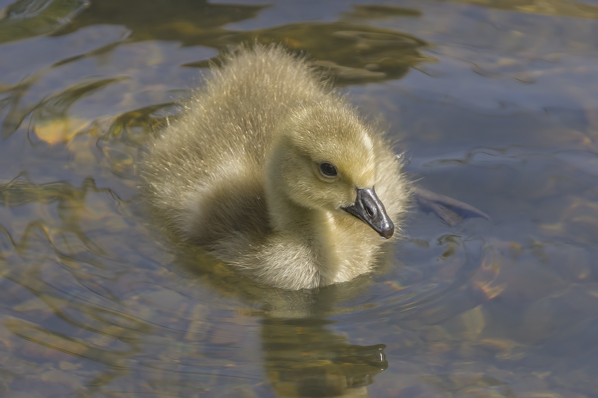 Canada Goose (Gosling), Piper Spit, Burnaby Lake Regional Park, British Columbia