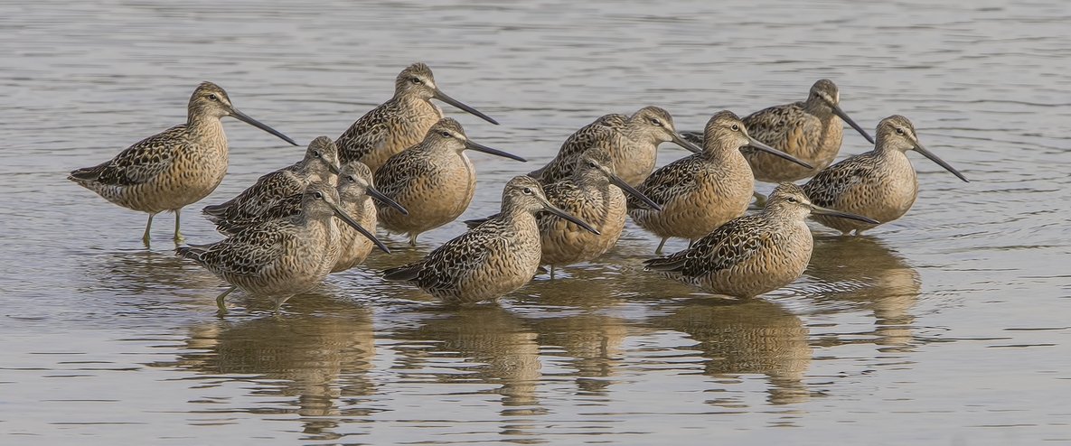 Long-Billed Dowitchers, Piper Spit, Burnaby Lake Regional Park, British Columbia
