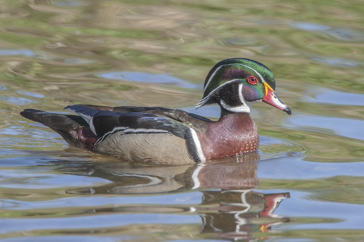 Wood Duck (Male), Piper Spit, Burnaby Lake Regional Park, British Columbia