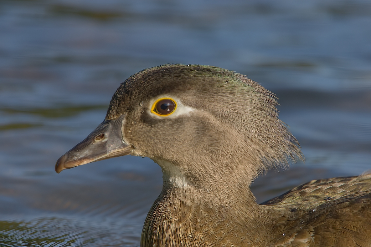 Wood Duck (Female), Piper Spit, Burnaby Lake Regional Park, British Columbia