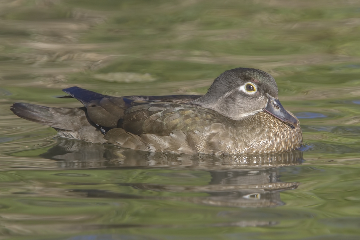 Wood Duck (Female), Piper Spit, Burnaby Lake Regional Park, British Columbia