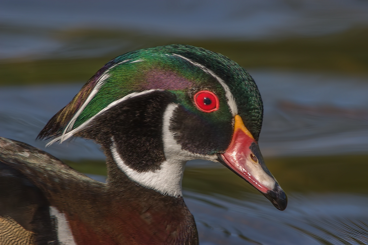 Wood Duck (Male), Piper Spit, Burnaby Lake Regional Park, British Columbia