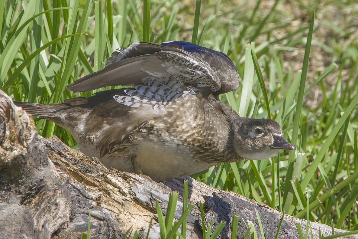 Wood Duck (Female), Piper Spit, Burnaby Lake Regional Park, British Columbia