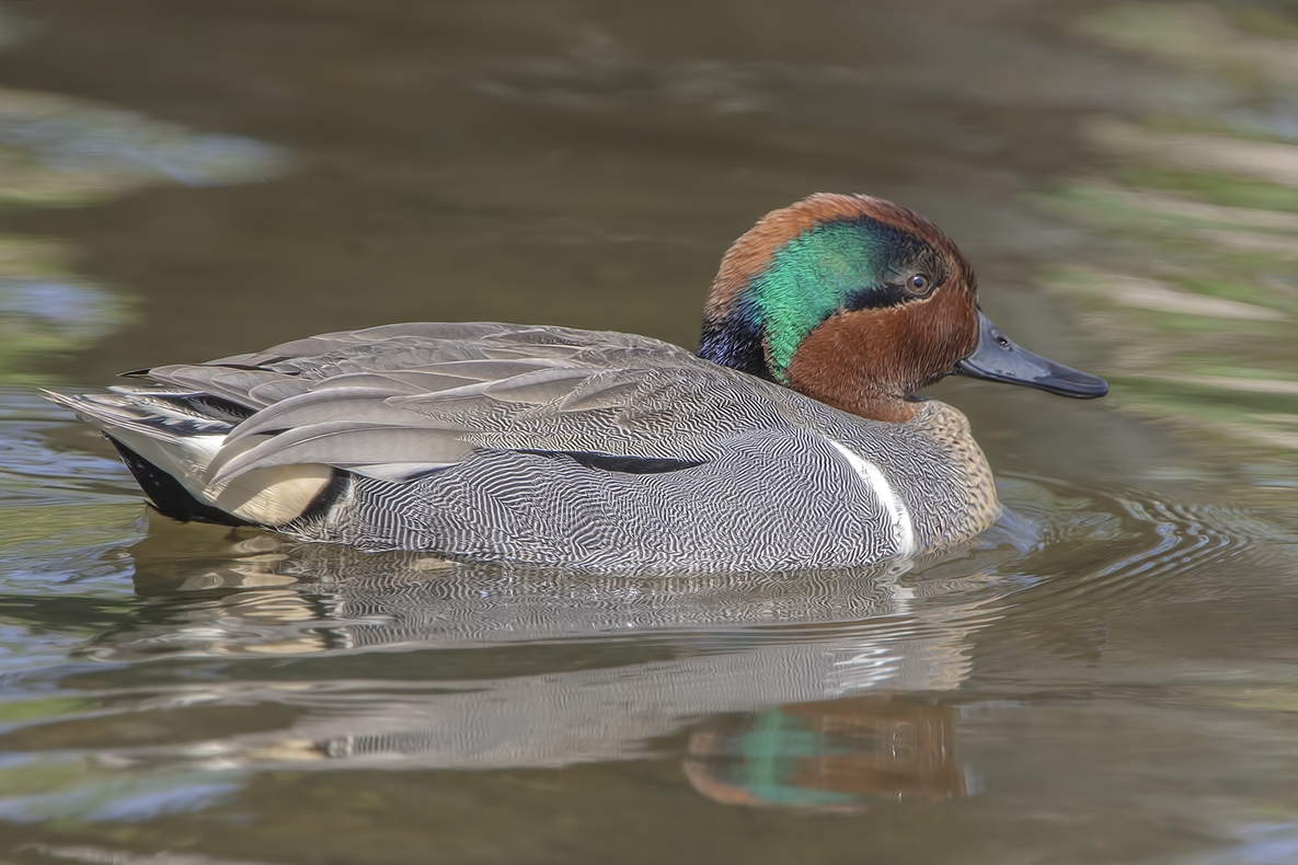 Green-Winged Teal (Male), Piper Spit, Burnaby Lake Regional Park, British Columbia