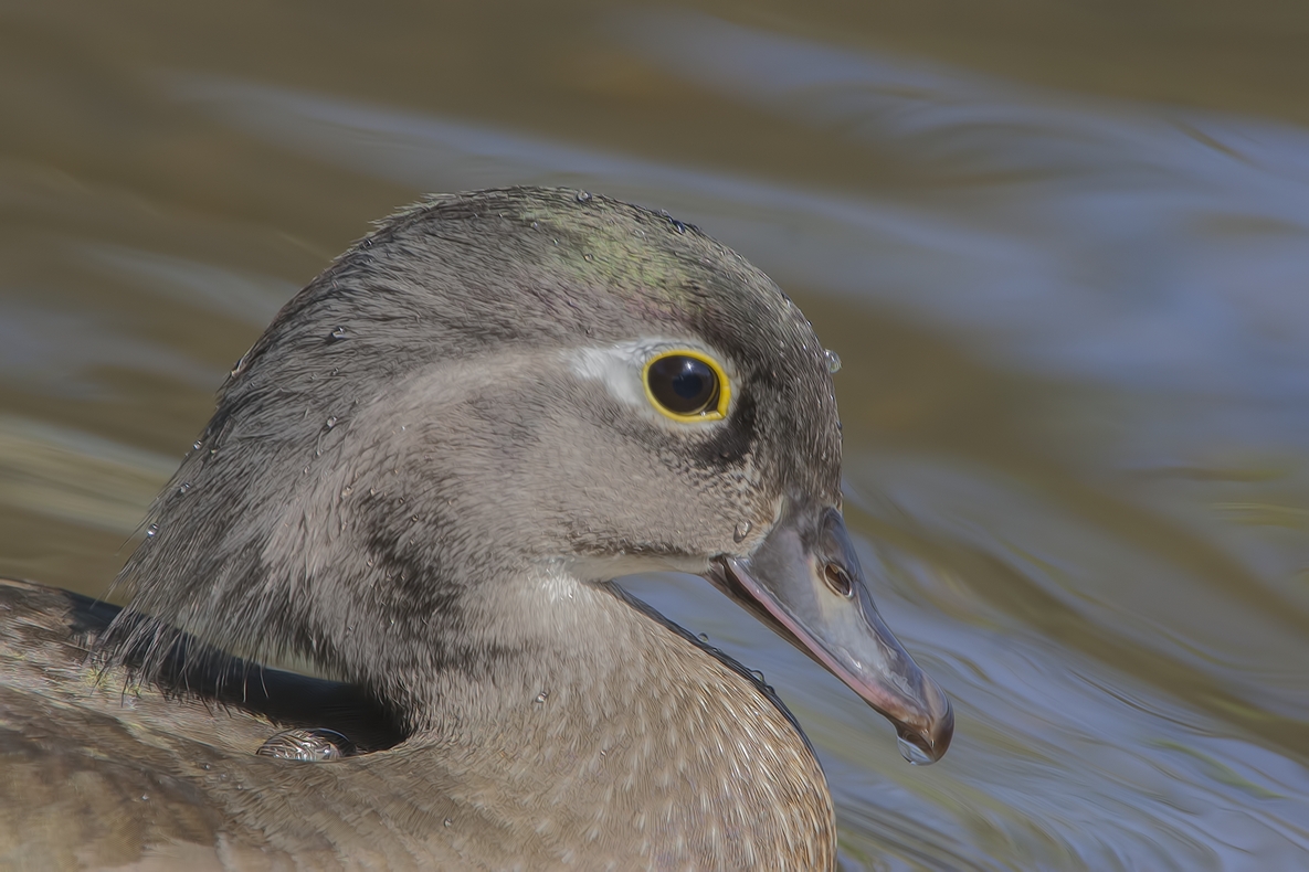 Wood Duck (Female), Piper Spit, Burnaby Lake Regional Park, British Columbia