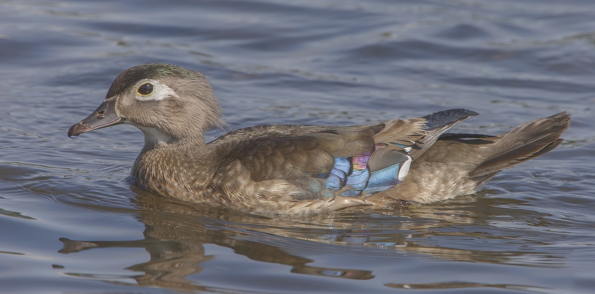 Wood Duck (Female), Piper Spit, Burnaby Lake Regional Park, British Columbia