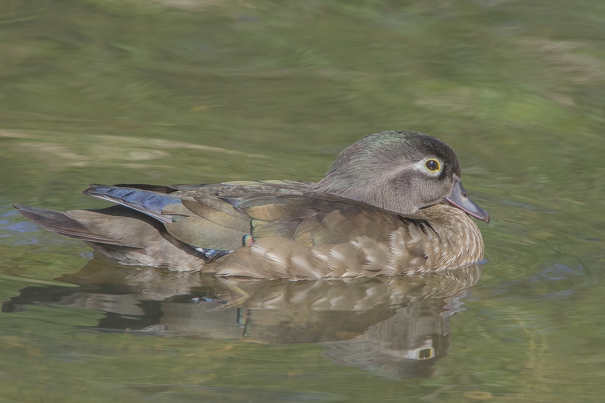 Wood Duck (Female), Piper Spit, Burnaby Lake Regional Park, British Columbia