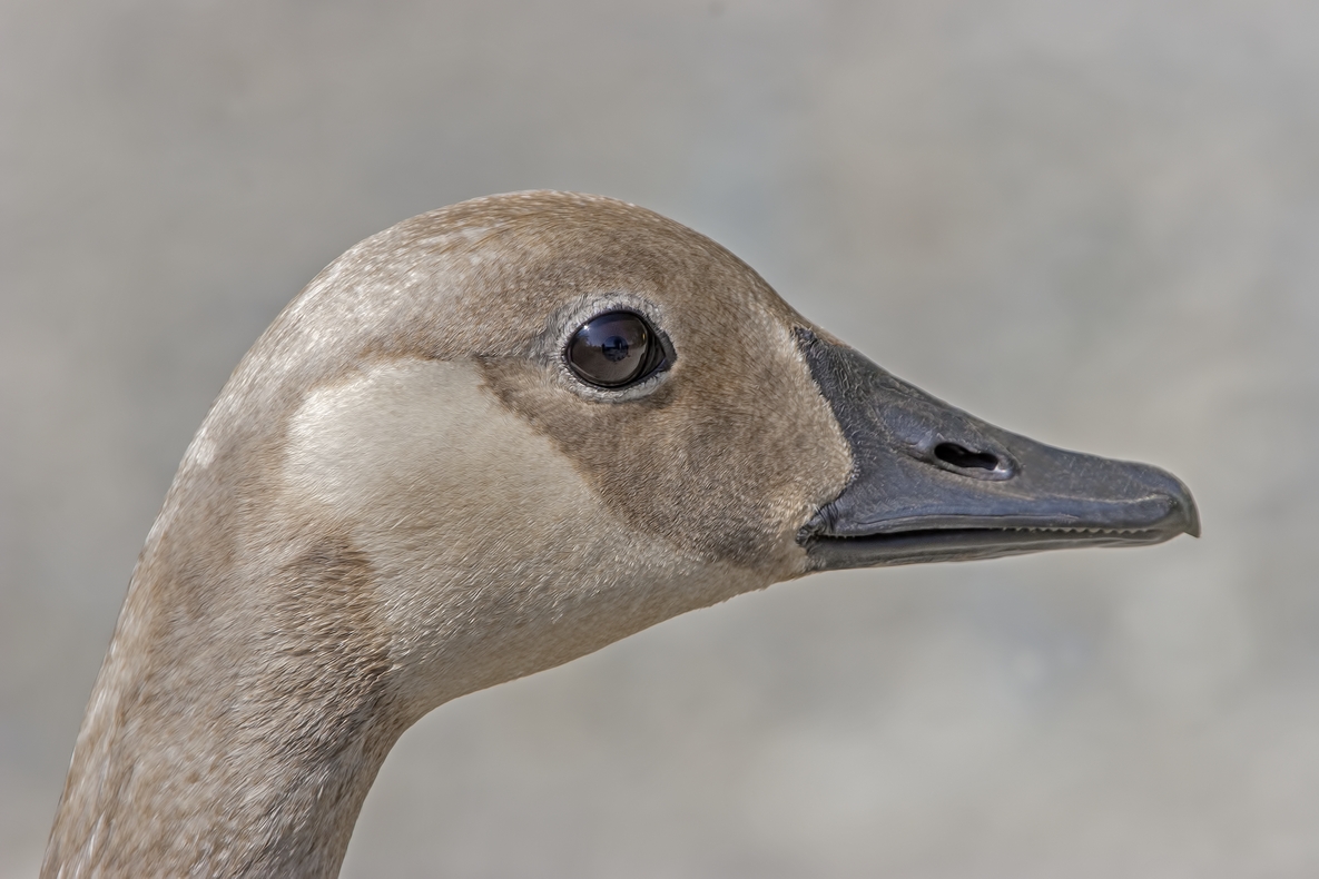 Canada Goose (Albino), Piper Spit, Burnaby Lake Regional Park, British Columbia