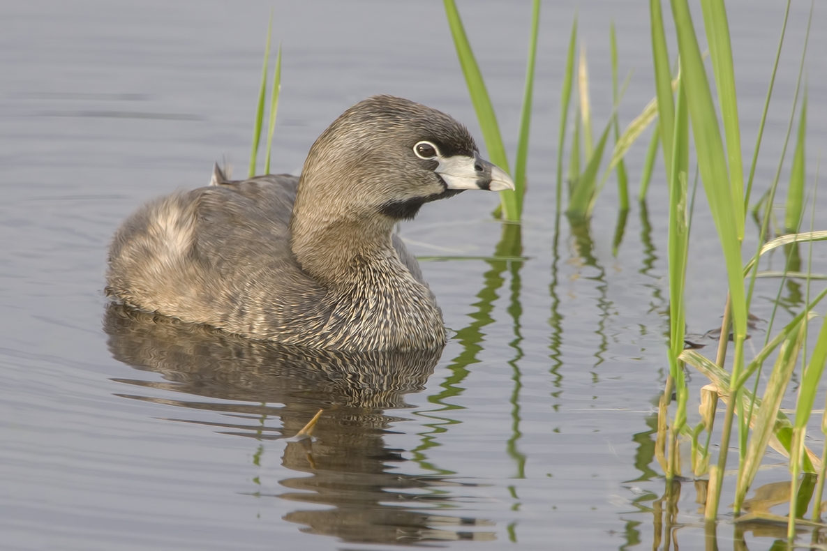 Pied-Billed Grebe, Colony Farm Regional Park, Port Coquitlam, British Columbia