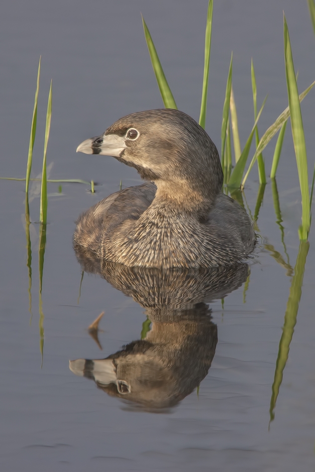 Pied-Billed Grebe, Colony Farm Regional Park, Port Coquitlam, British Columbia