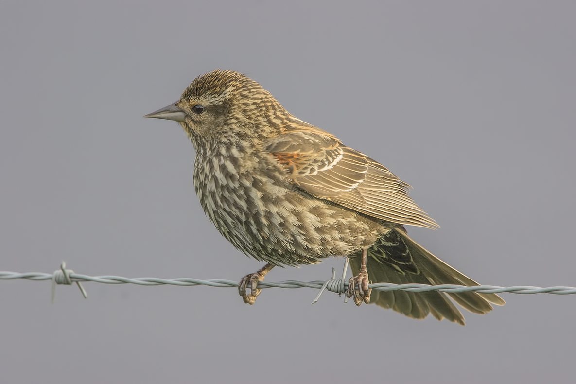 Red-Winged Blackbird (Female), Colony Farm Regional Park, Port Coquitlam, British Columbia