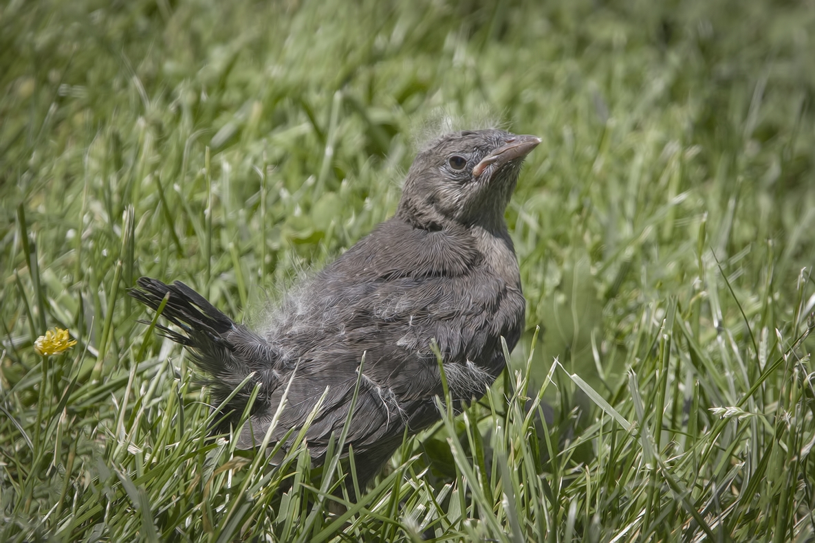 Brewer's Blackbird (Flegling), Harrison Hotsprings, British Columbia