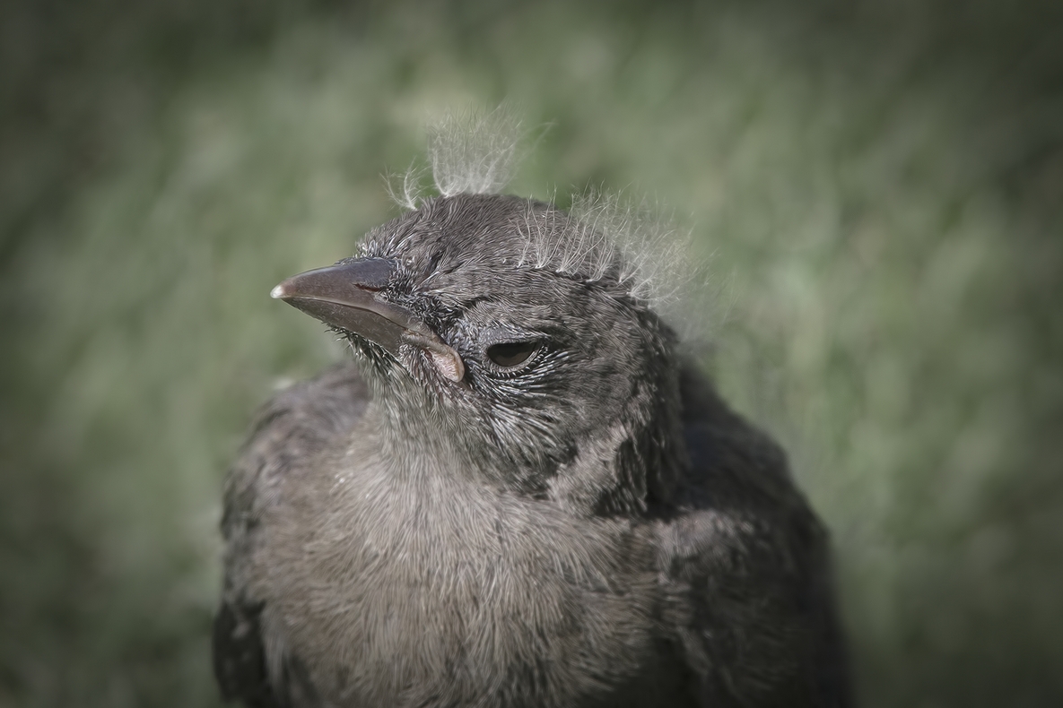 Brewer's Blackbird (Flegling), Harrison Hotsprings, British Columbia