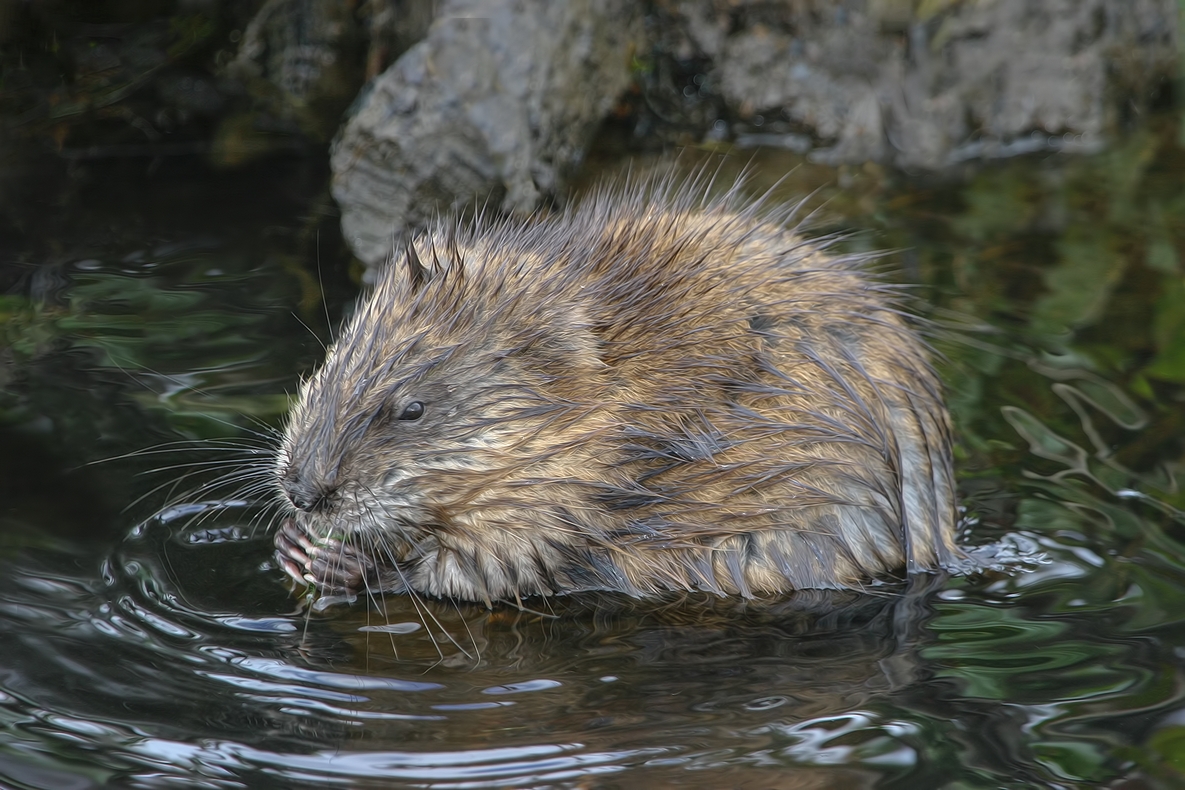 Beaver, Burnaby Lake Regional Park, British Columbia