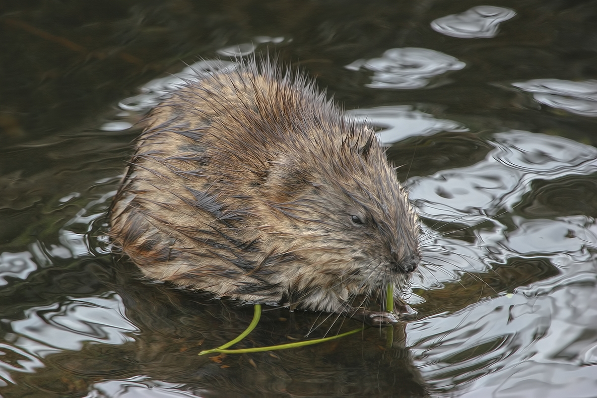 Beaver, Burnaby Lake Regional Park, British Columbia