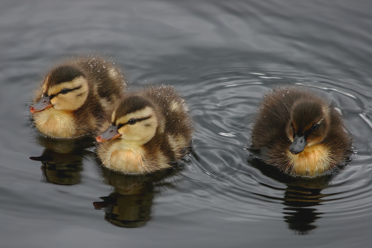 Mallards (Ducklings), Burnaby Lake Regional Park, British Columbia