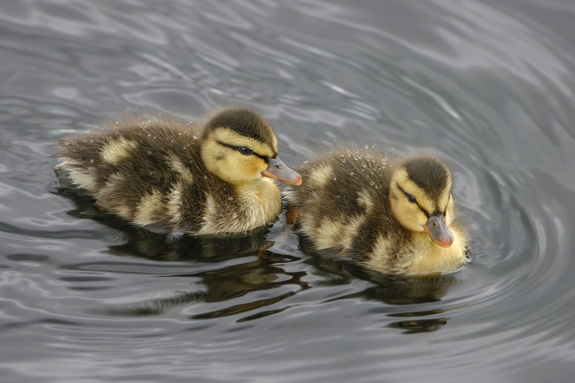 Mallards (Ducklings), Burnaby Lake Regional Park, British Columbia