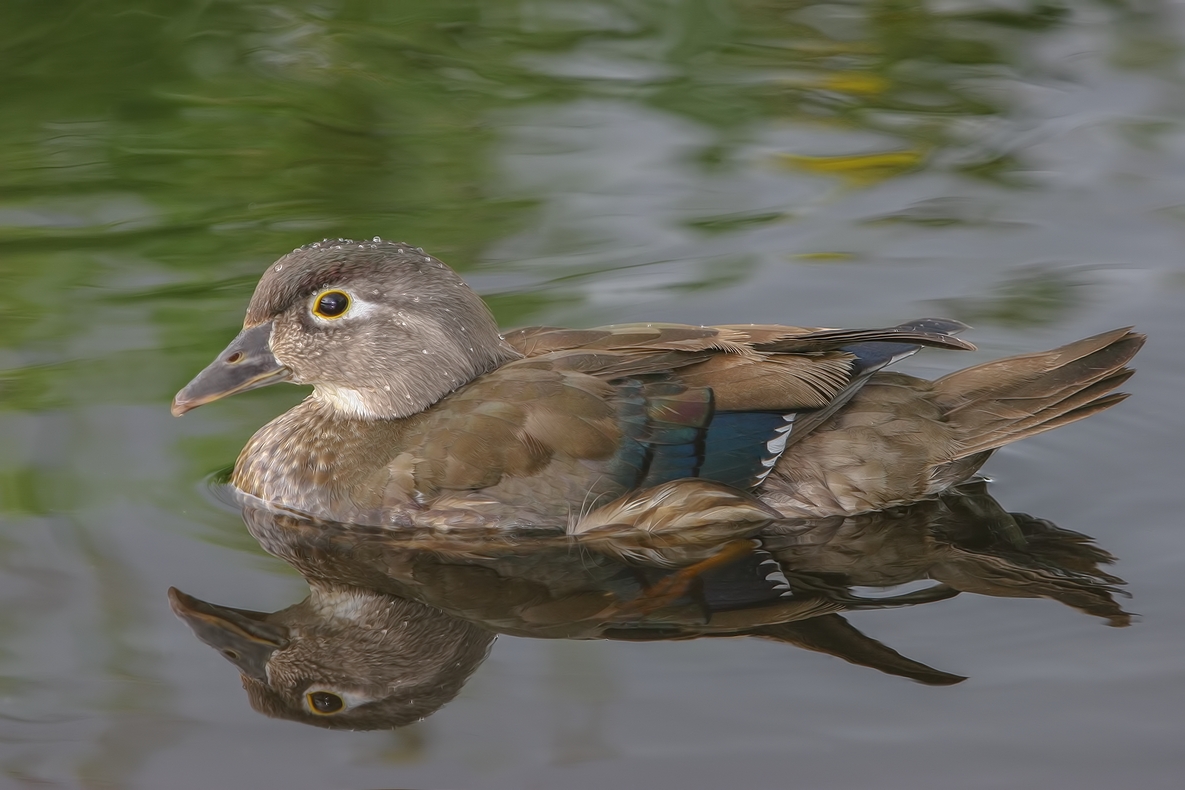 Wood Duck (Female), Burnaby Lake Regional Park, British Columbia