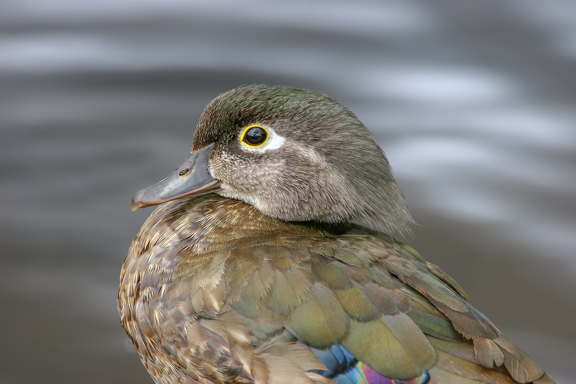 Wood Duck (Female), Burnaby Lake Regional Park, British Columbia