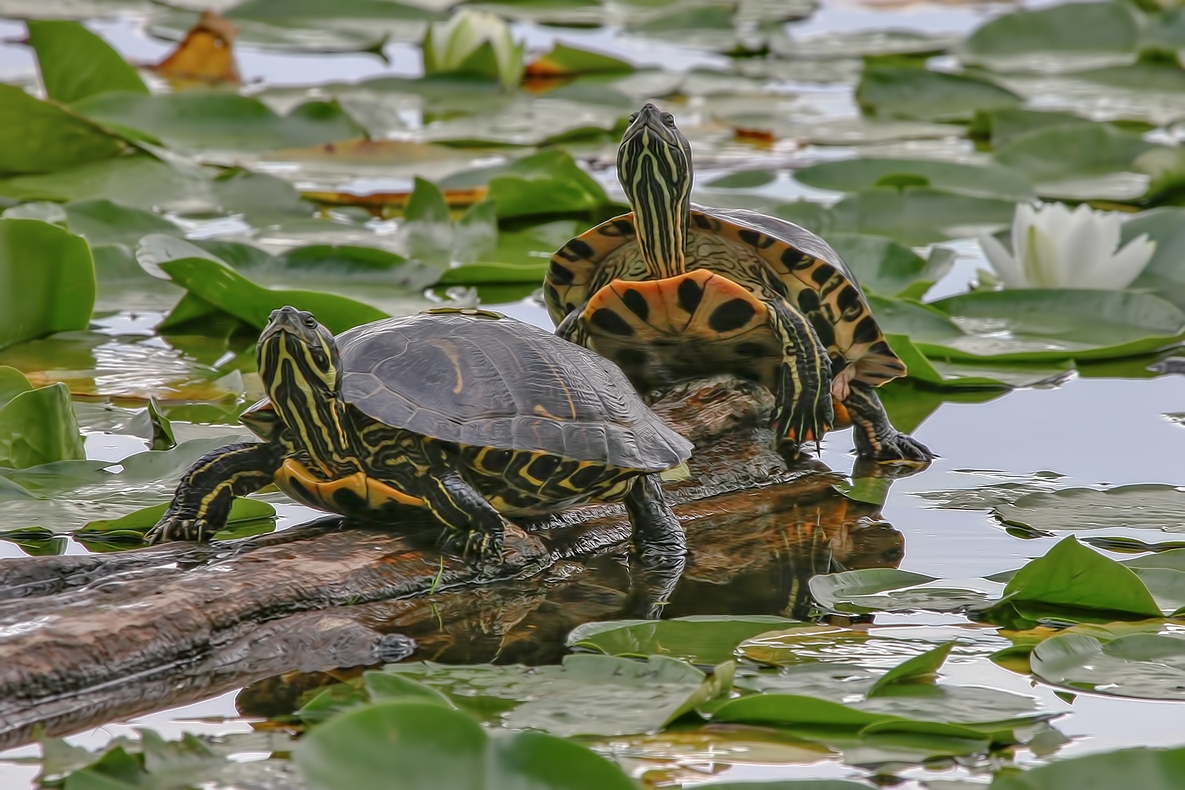 Western Painted Turtles, Burnaby Lake Regional Park, British Columbia