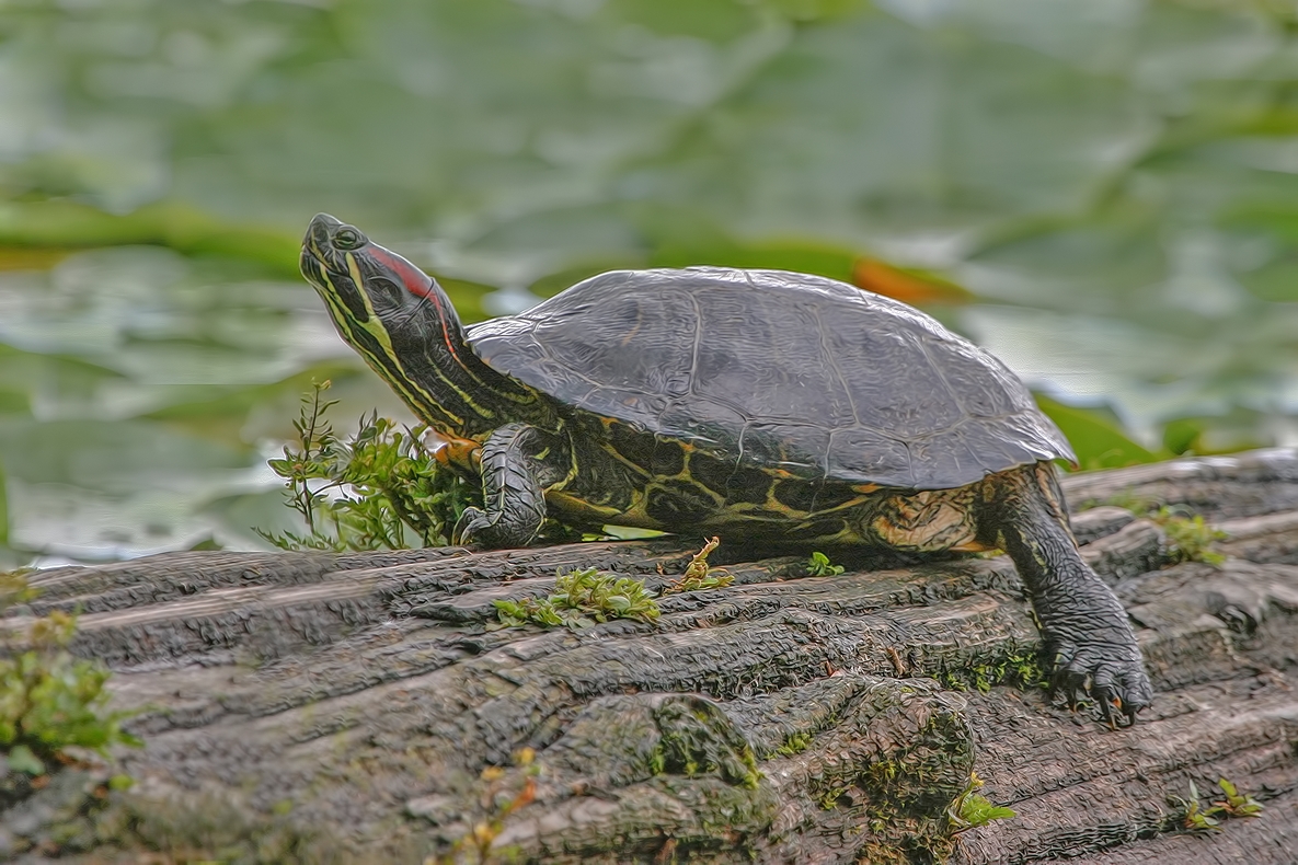 Western Painted Turtle, Burnaby Lake Regional Park, British Columbia