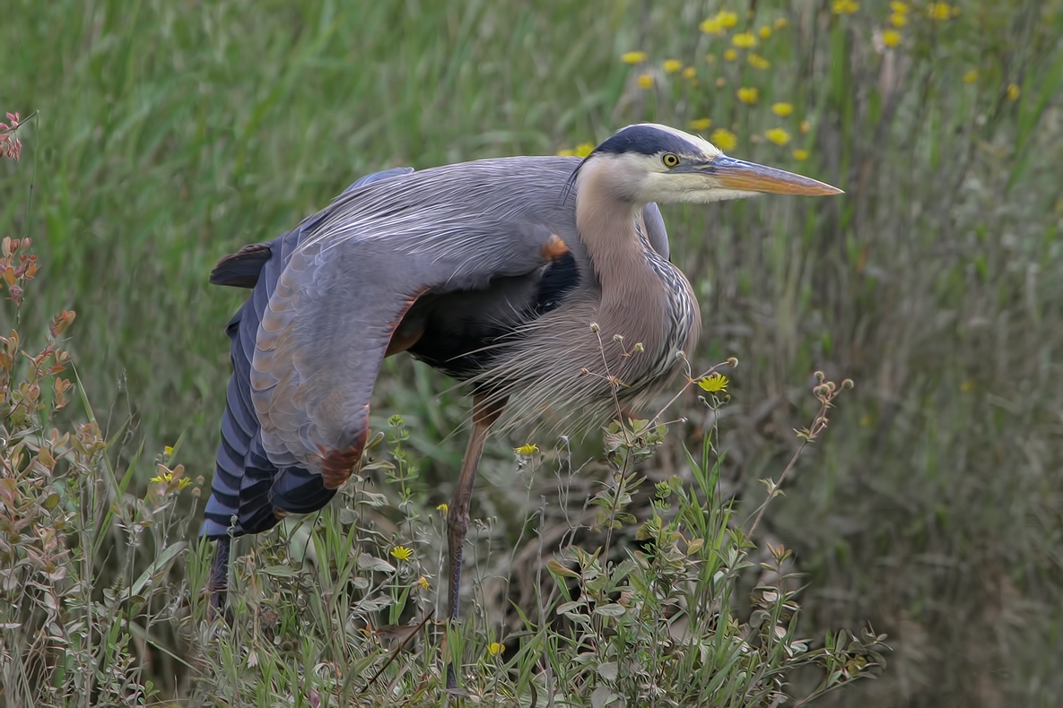 Great Blue Heron, Colony Farm Regional Park, Port Coquitlam, British Columbia