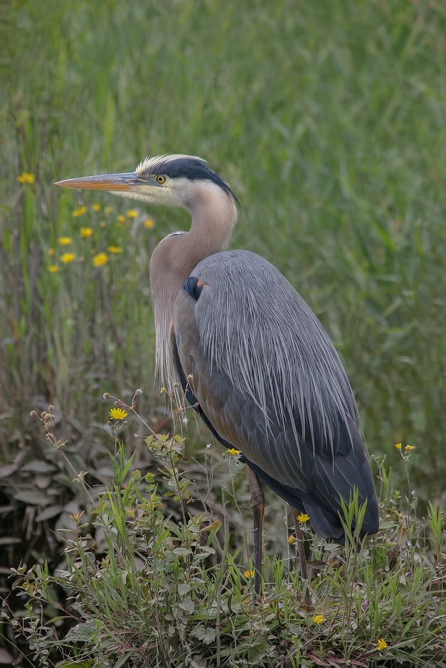 Great Blue Heron, Colony Farm Regional Park, Port Coquitlam, British Columbia