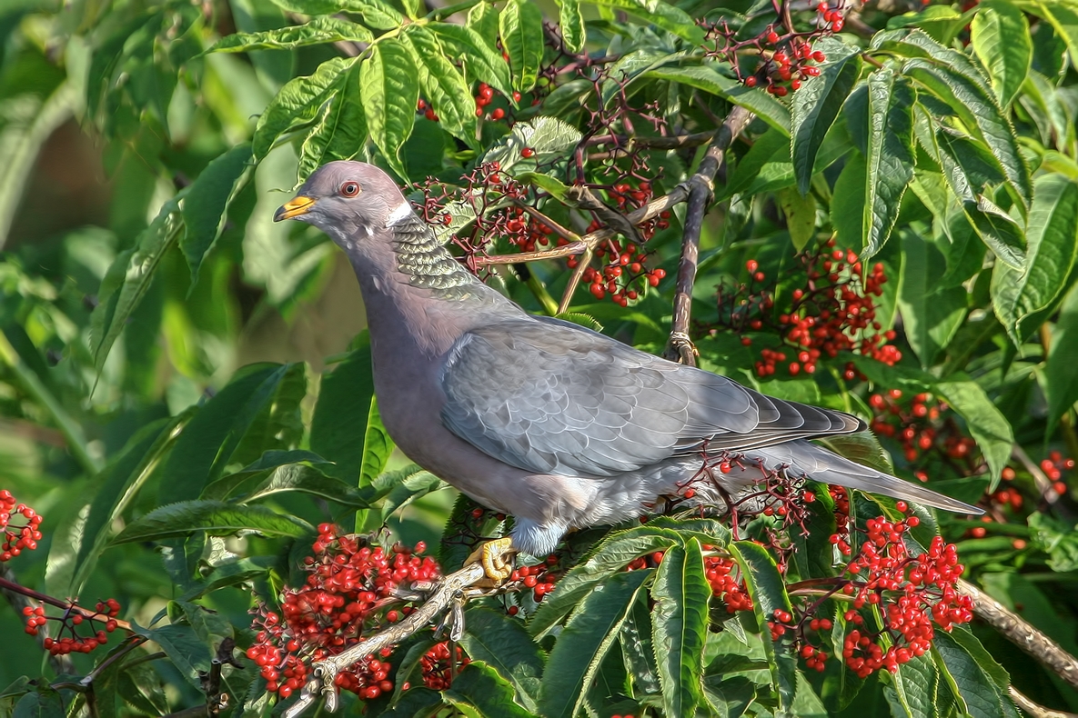 Band-Tailed Pigeon, Colony Farm Regional Park, Port Coquitlam, British Columbia