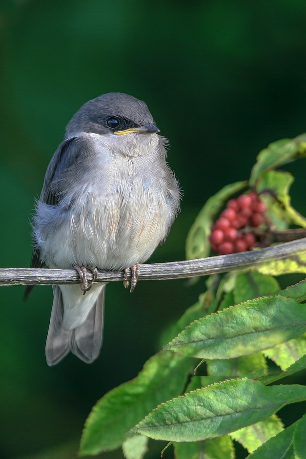 Eastern Kingbird (Flegling), Colony Farm Regional Park, Port Coquitlam, British Columbia