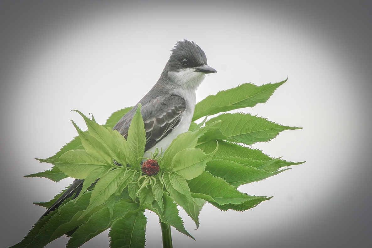Eastern Kingbird, Colony Farm Regional Park, Port Coquitlam, British Columbia