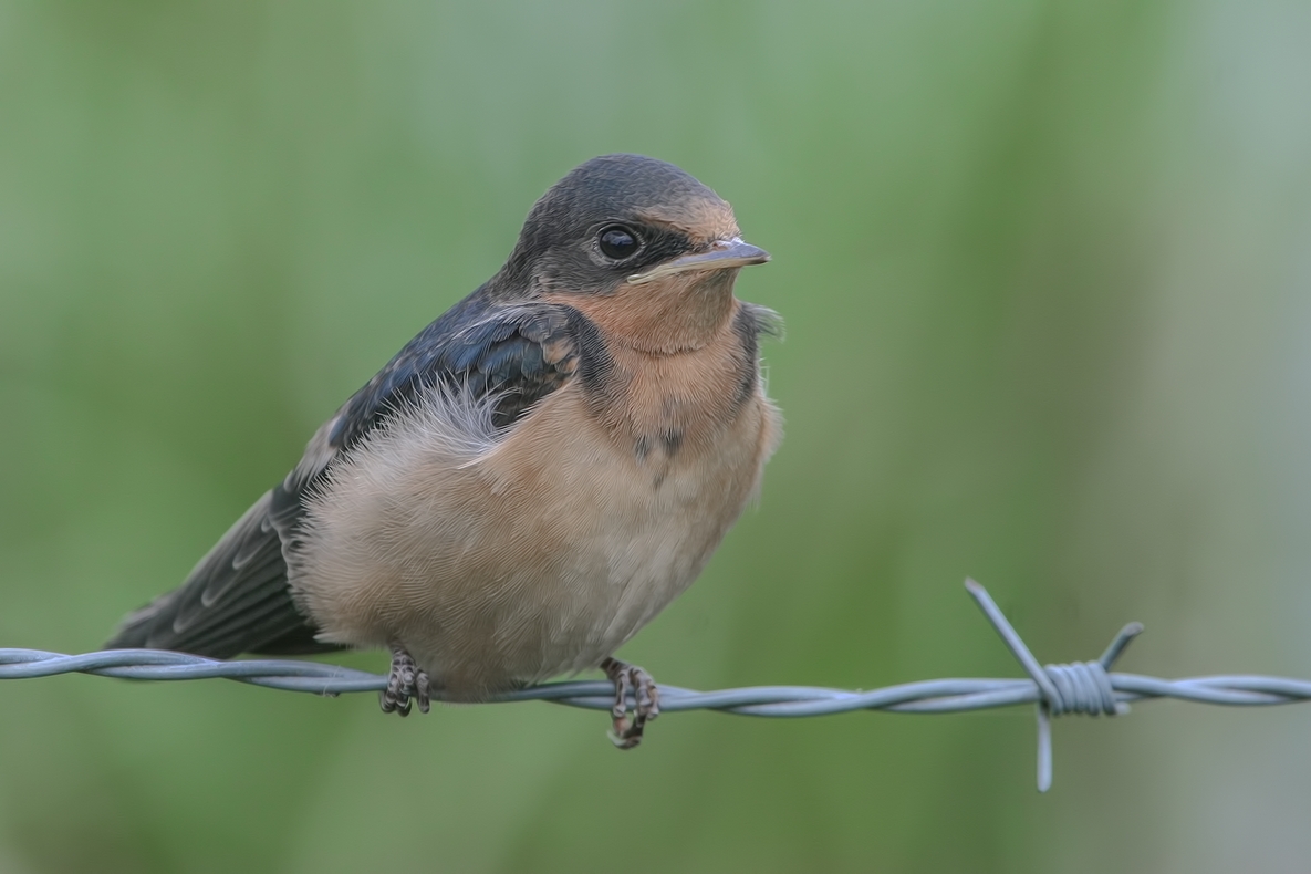 Barn Swallow (Flegling), Colony Farm Regional Park, Port Coquitlam, British Columbia