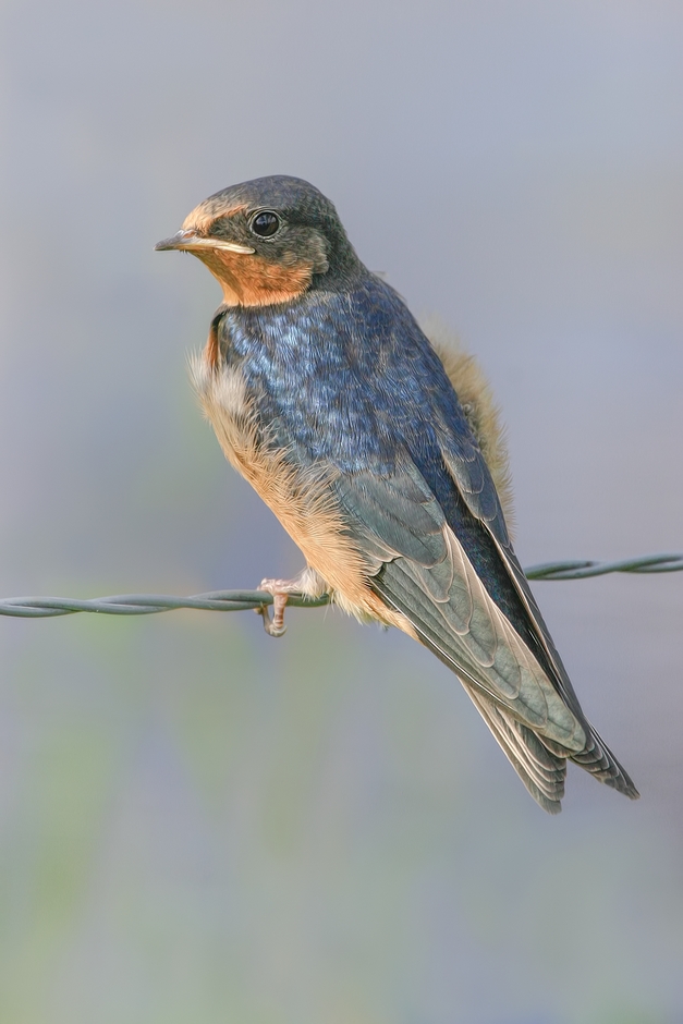 Barn Swallow, Colony Farm Regional Park, Port Coquitlam, British Columbia
