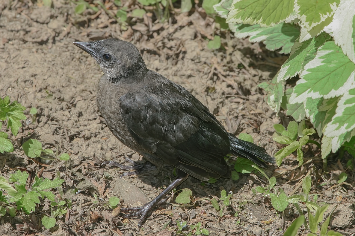 Brewer's Blackbird (Flegling), Harrison Hotsprings, British Columbia