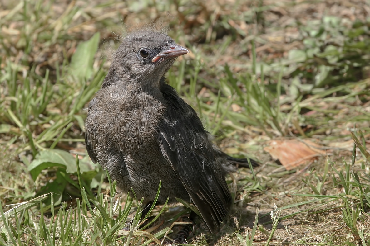 Brewer's Blackbird (Flegling), Harrison Hotsprings, British Columbia