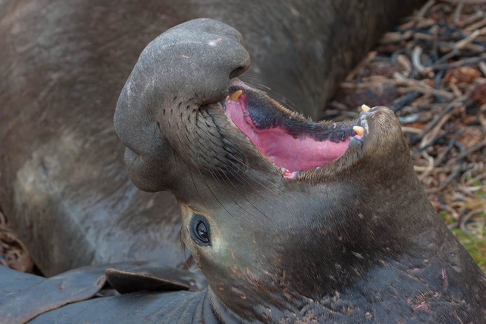 Northern Elephant Seal (Male), Point Piedras Blancas, California