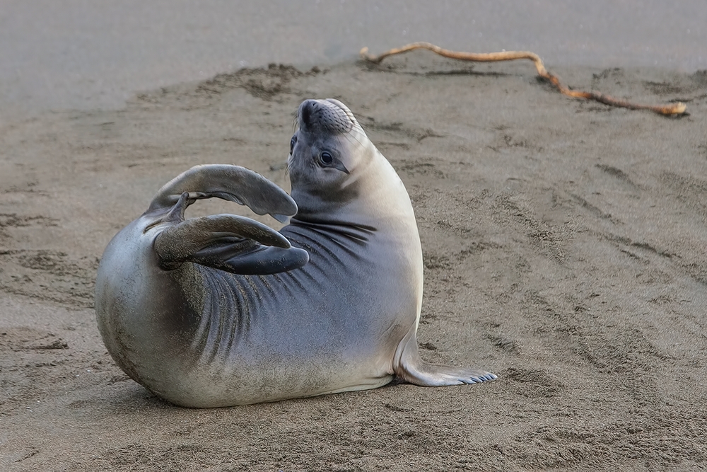 Northern Elephant Seal (Weaner), Point Piedras Blancas, California