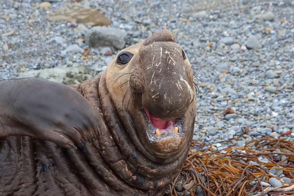 Northern Elephant Seal (Male), Vista Point, Near San Simeon, California