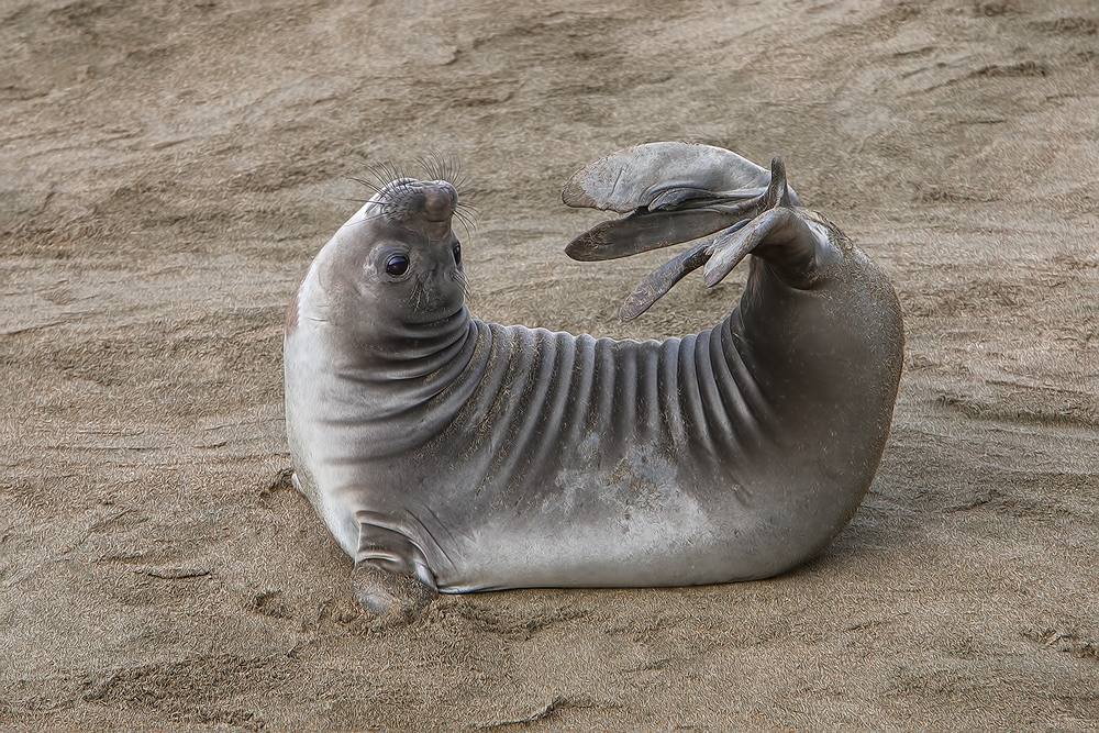 Northern Elephant Seal (Weaner), Point Piedras Blancas, California