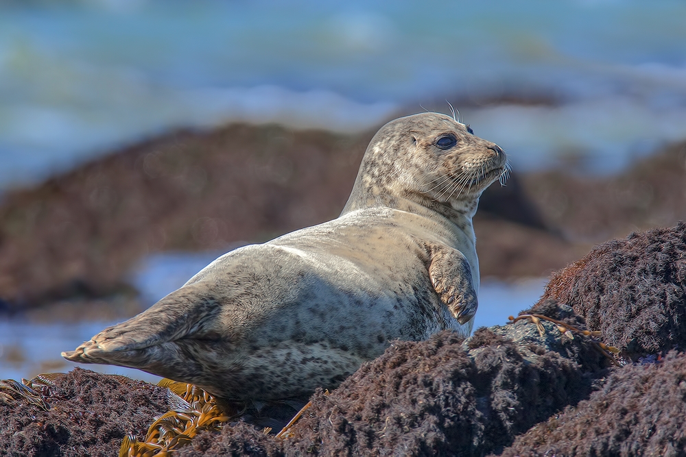 Harbor Seal, Vista Point, Near San Simeon, California