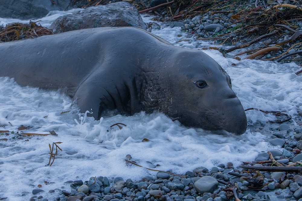 Northern Elephant Seal, Point Piedras Blancas, California